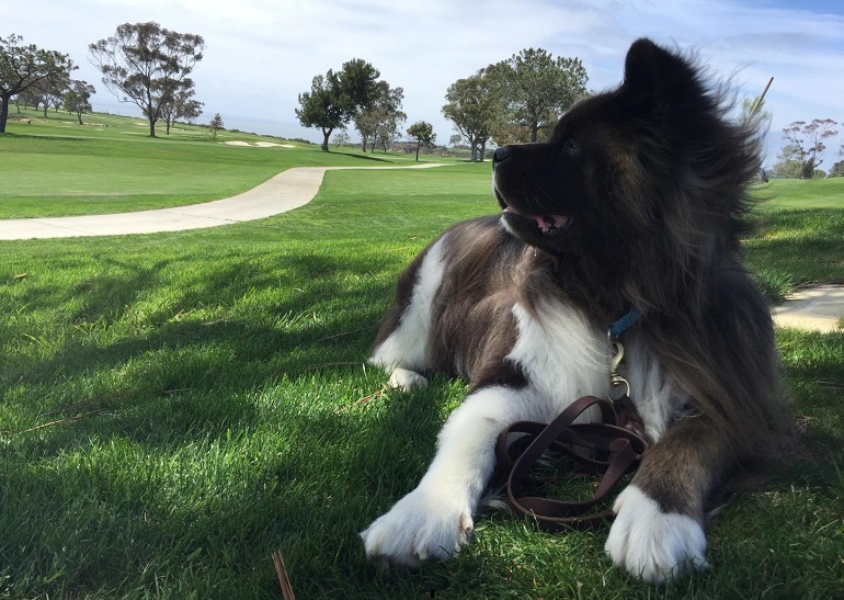 best leash for training a dog to walk