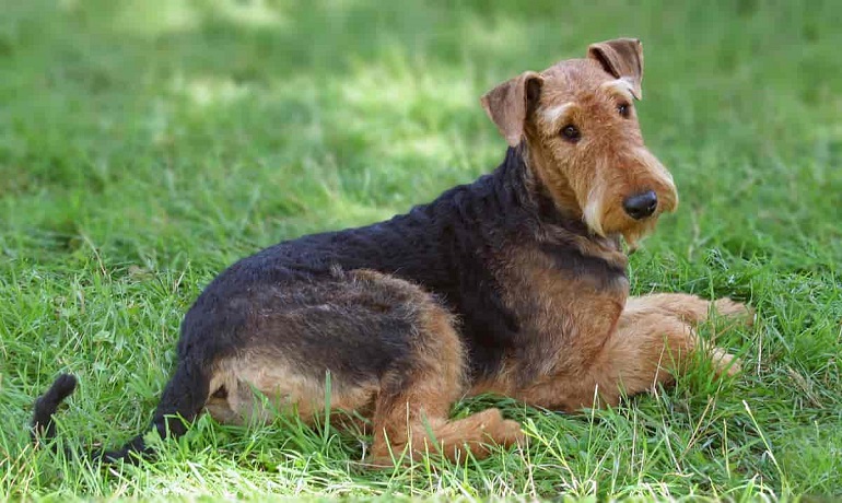 are welsh terriers friendly or dangerous to strangers