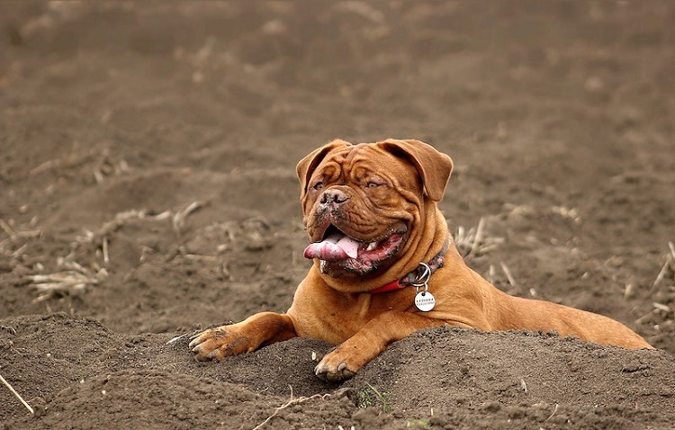 Dogue de bordeaux outlet large dog breeds