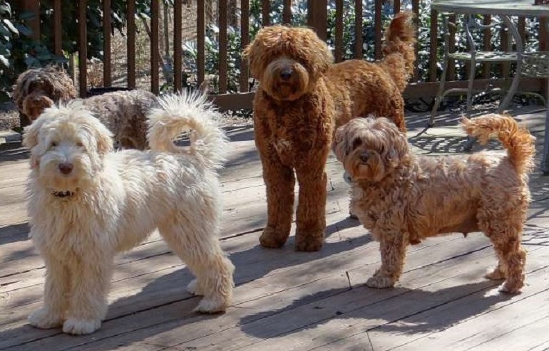 are miniature labradoodles hypoallergenic
