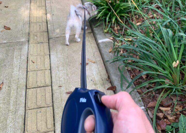 8 Best Retractable Dog Leashes Top Picks & Buying Guide