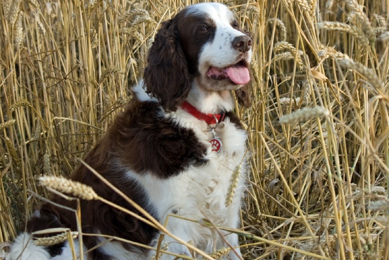 english field cocker spaniel