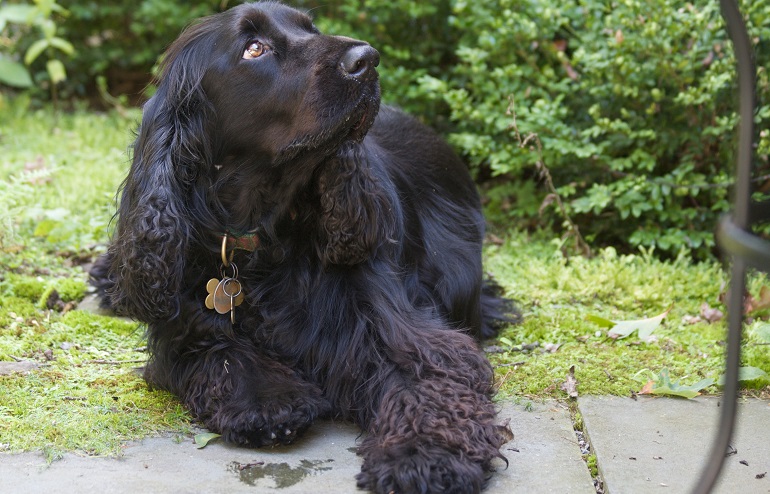 Field best sale spaniel colors