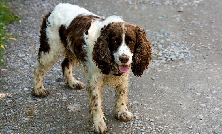 field cocker spaniels