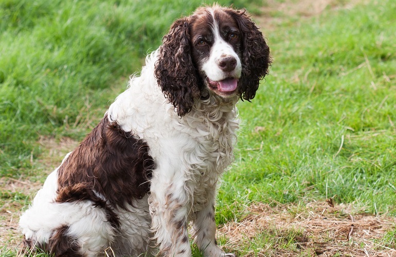 cocker field spaniel