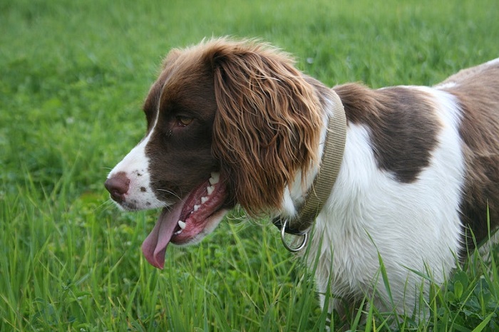 field spaniel breeders