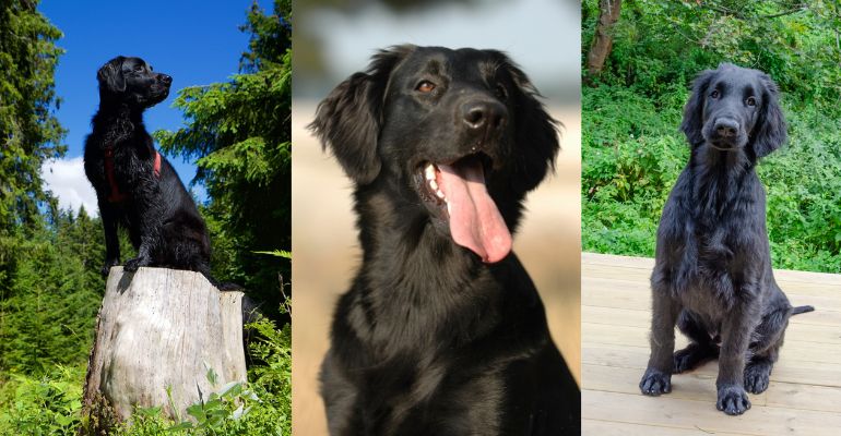 flat-coated retriever