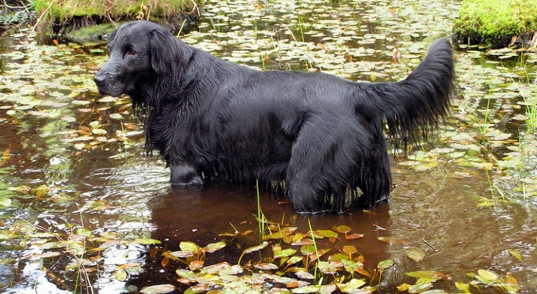 black retriever