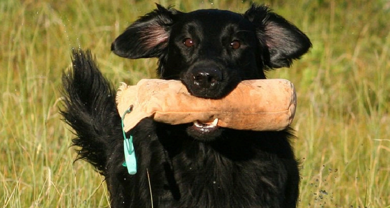 flat haired retriever