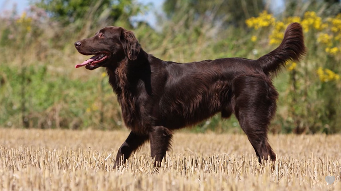 Black coat cheap golden retriever