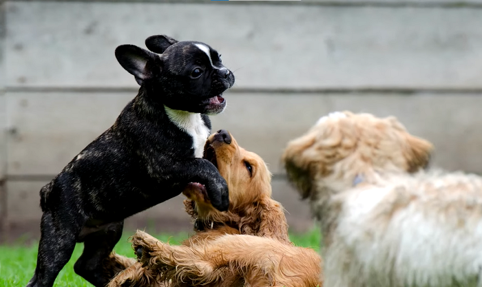 frenchie dog