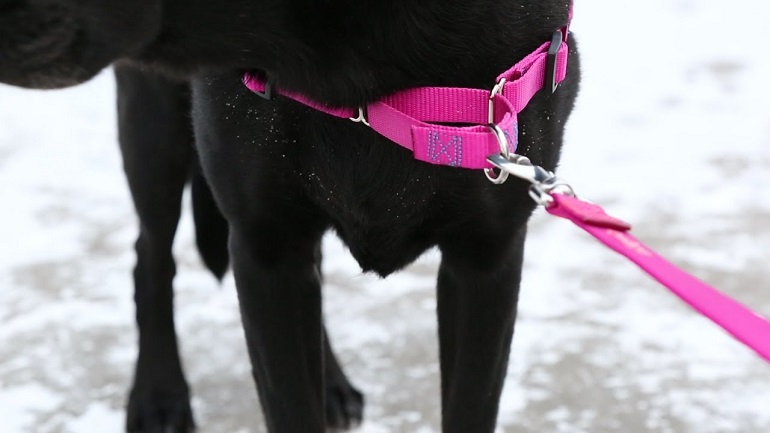 how to put a dog harness on