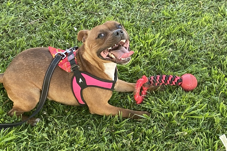 what is the best escape proof dog harness