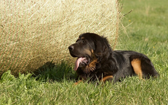 gordon setter