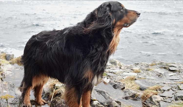 gordon setter puppy