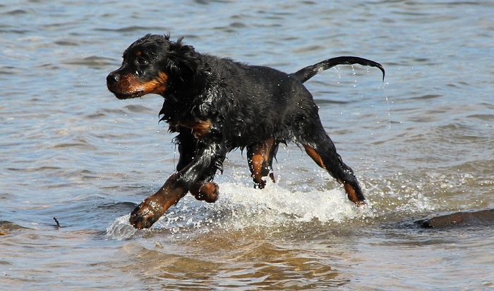 Gordon Setter dog
