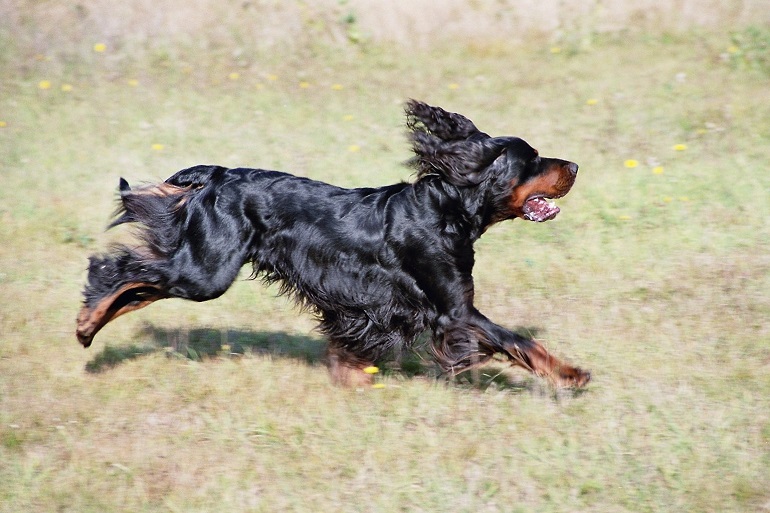 gordon setter breeders