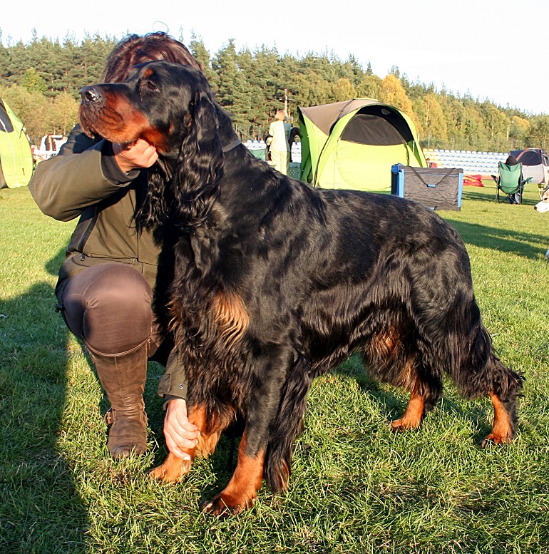 are gordon setters good dogs