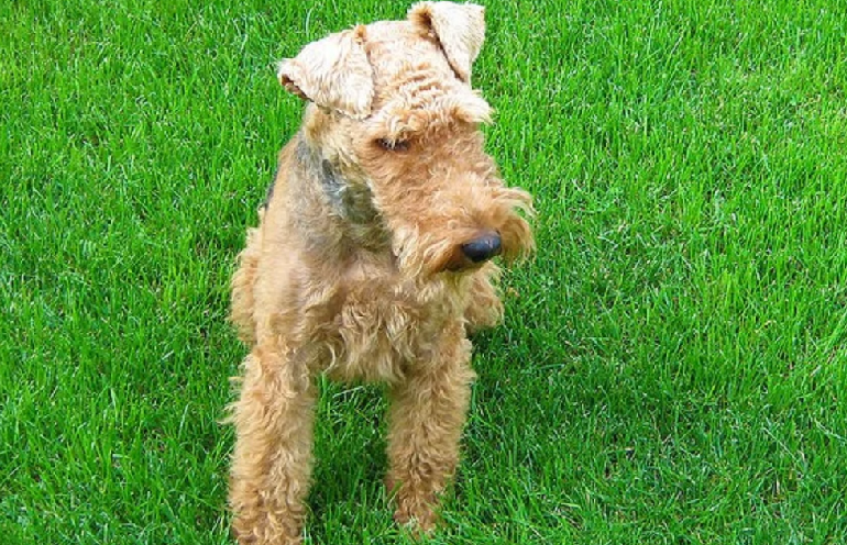 are welsh terriers friendly or dangerous to strangers