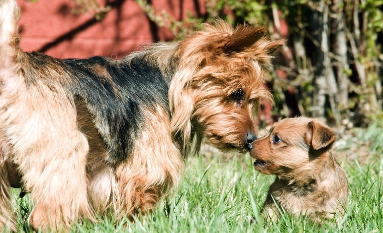 australian yorkie