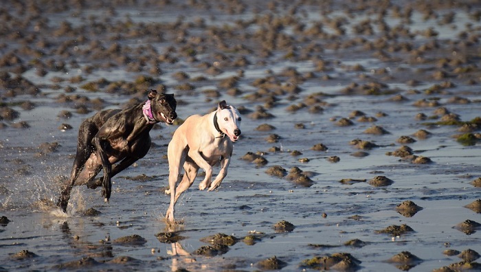 whippet puppy