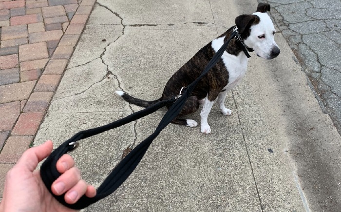 best small dog leash