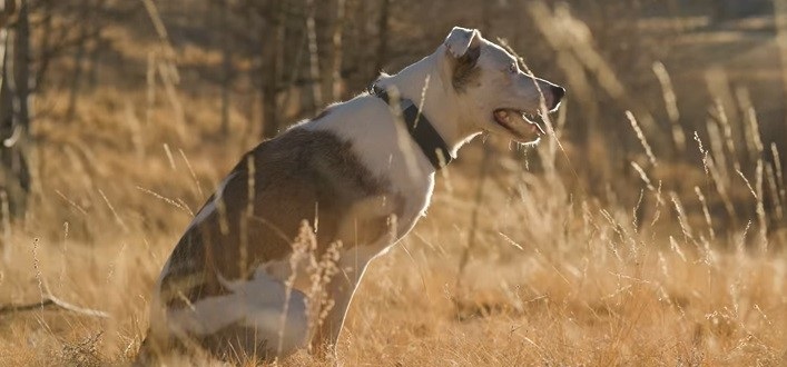 dog activity trackers