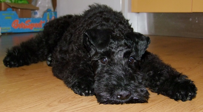 kerry blue terrier puppy