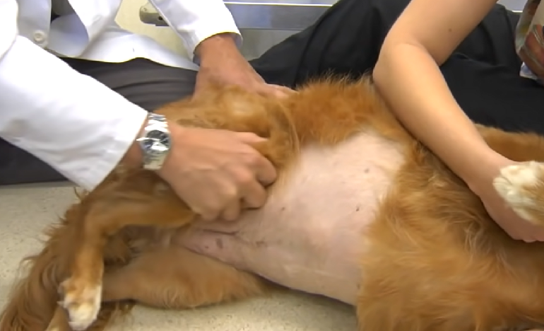 Hip Dysplasia