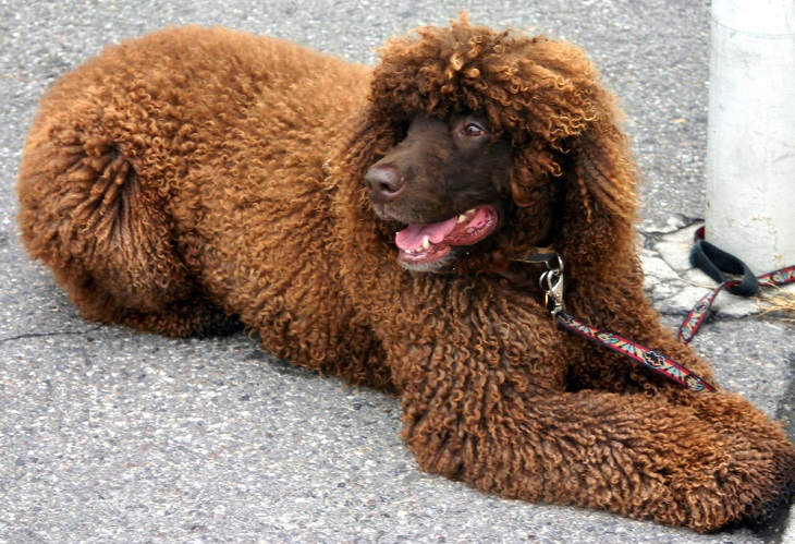 Dog Snood - cocker spaniel - épagneul springer - épagneul d'eau irlandaise