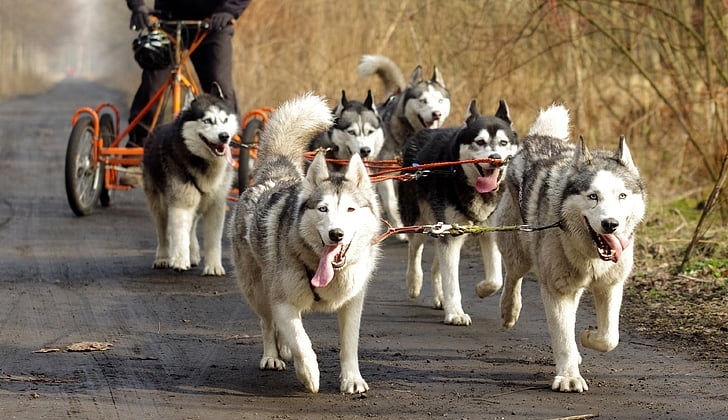 alaskan husky