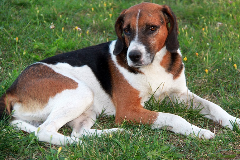 are american foxhounds good with other dogs