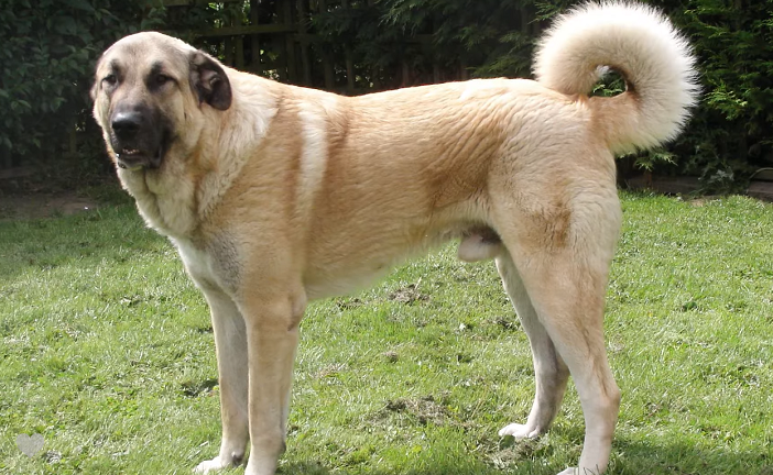 anatolian shepherd colors