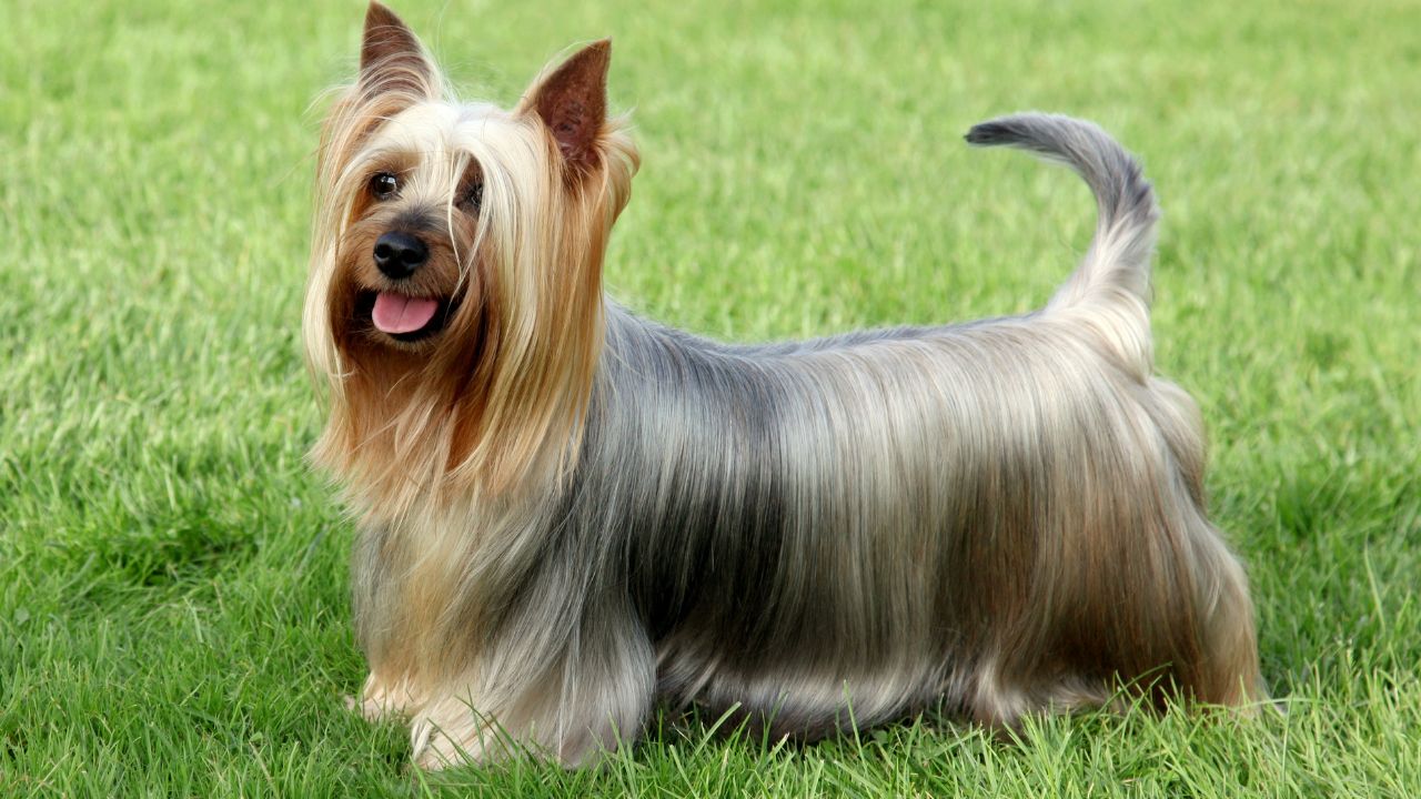 History of the Australian Terrier