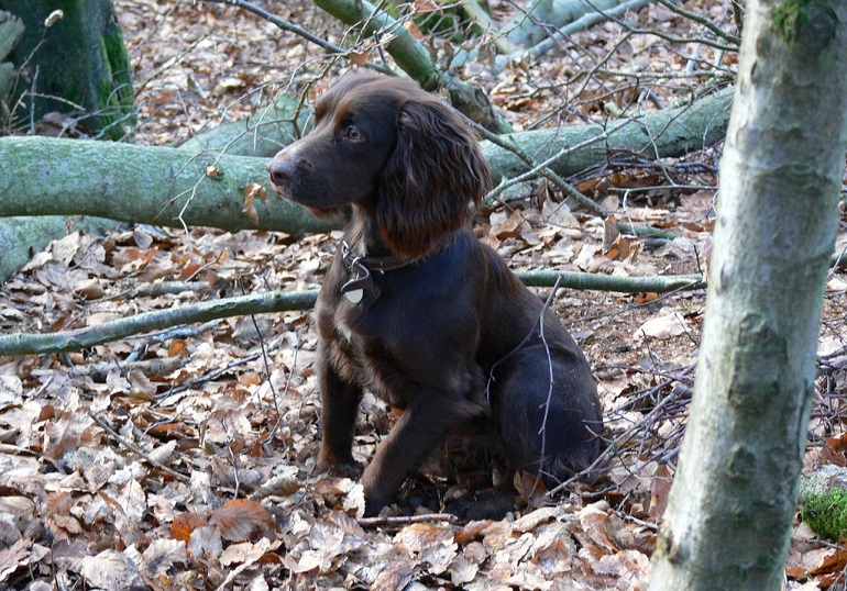 boykin spaniels