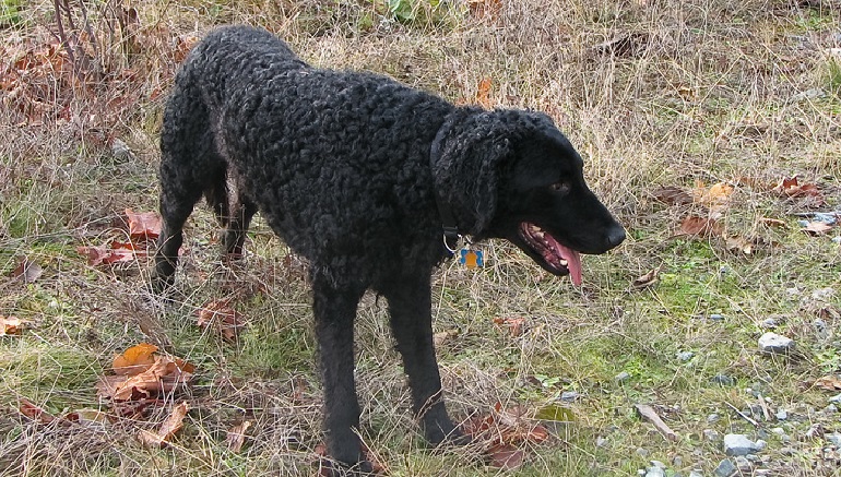 are curly coated retrievers good with other dogs