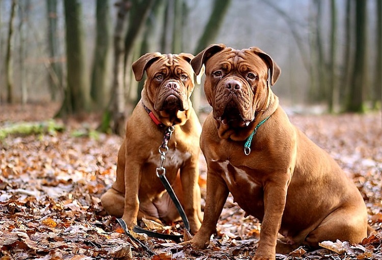 does the dogue de bordeaux love children