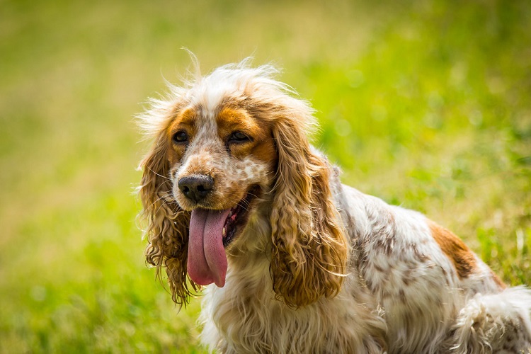  English Cocker Spaniel