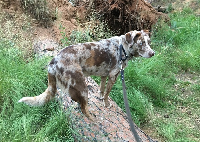 english setter white