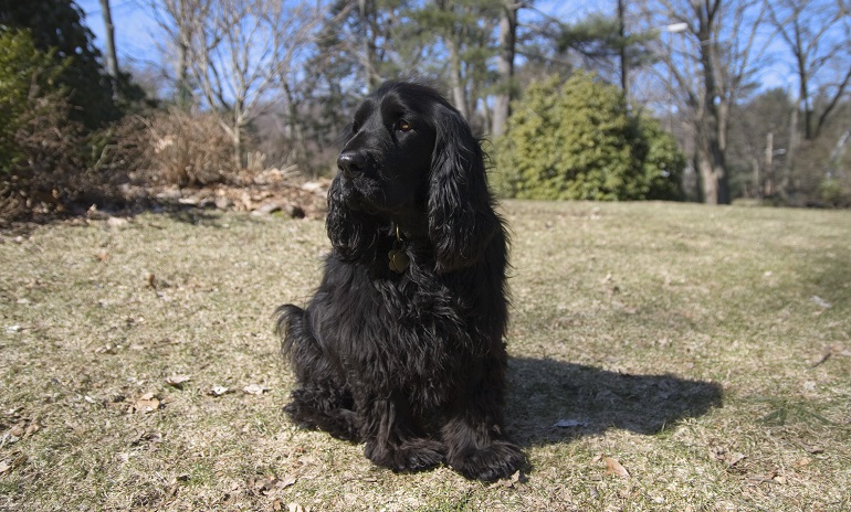 black spaniel