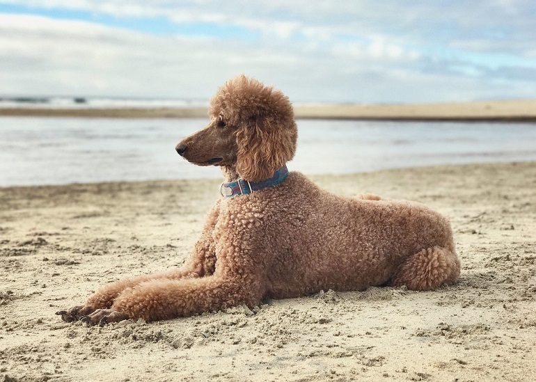 water spaniel