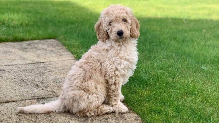 white mini labradoodle