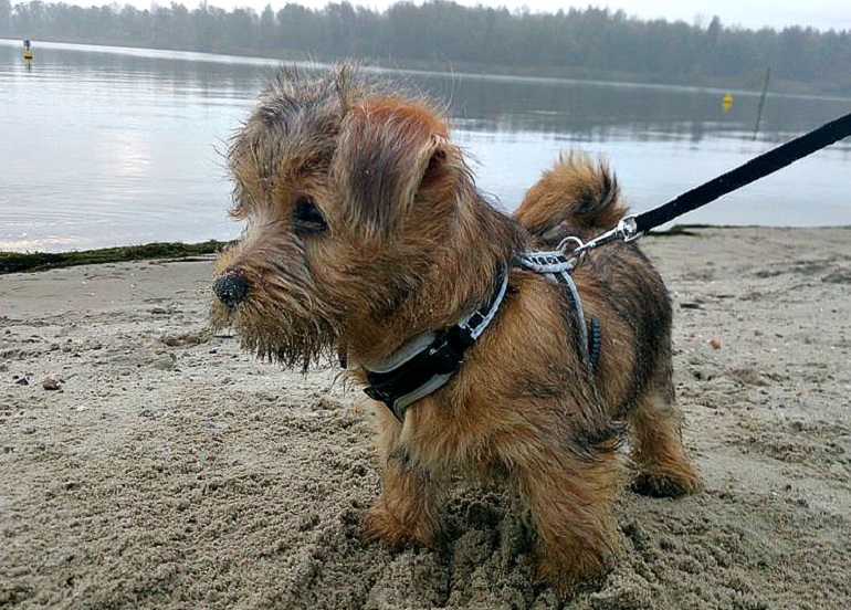 Black and store tan norfolk terrier