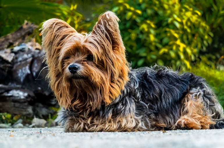 are norfolk terriers jealous