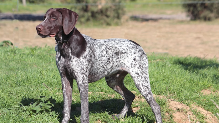 The 2024 pointer dog