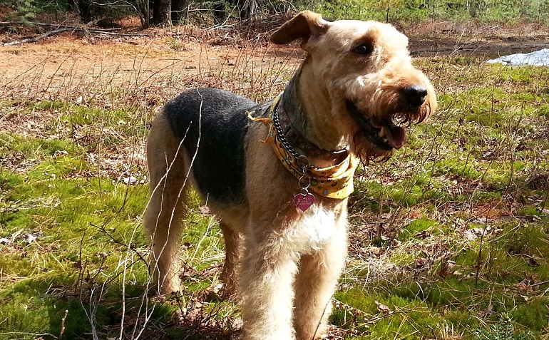 welsh terrier puppies