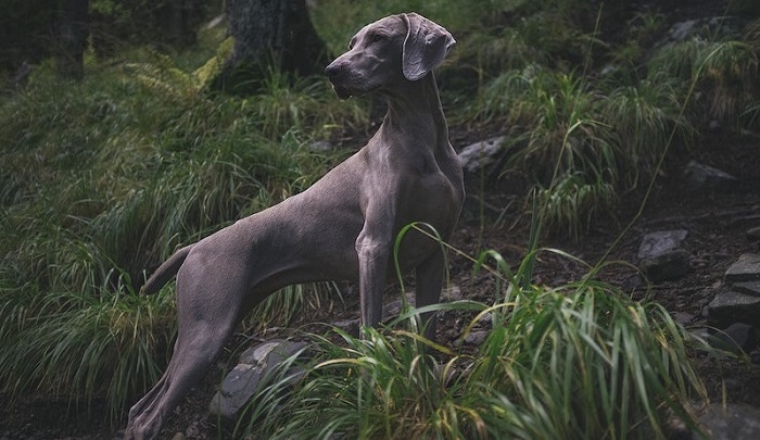 whippet