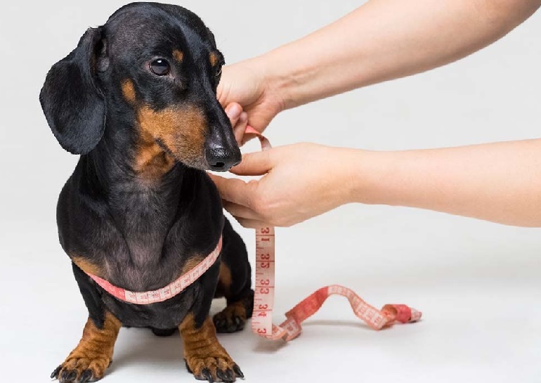 how do you measure a puppy for a harness