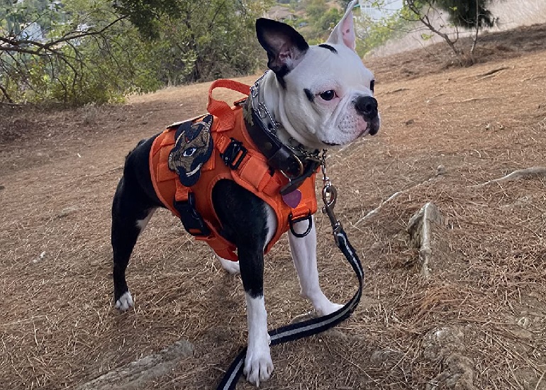 what is the best escape proof dog harness