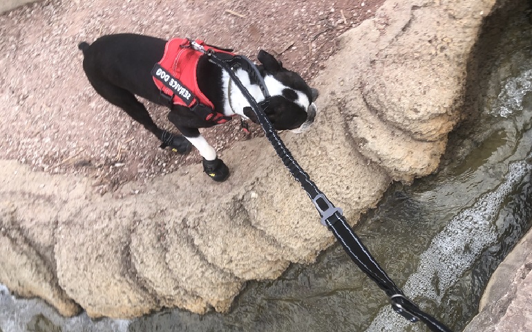 best dog training lead